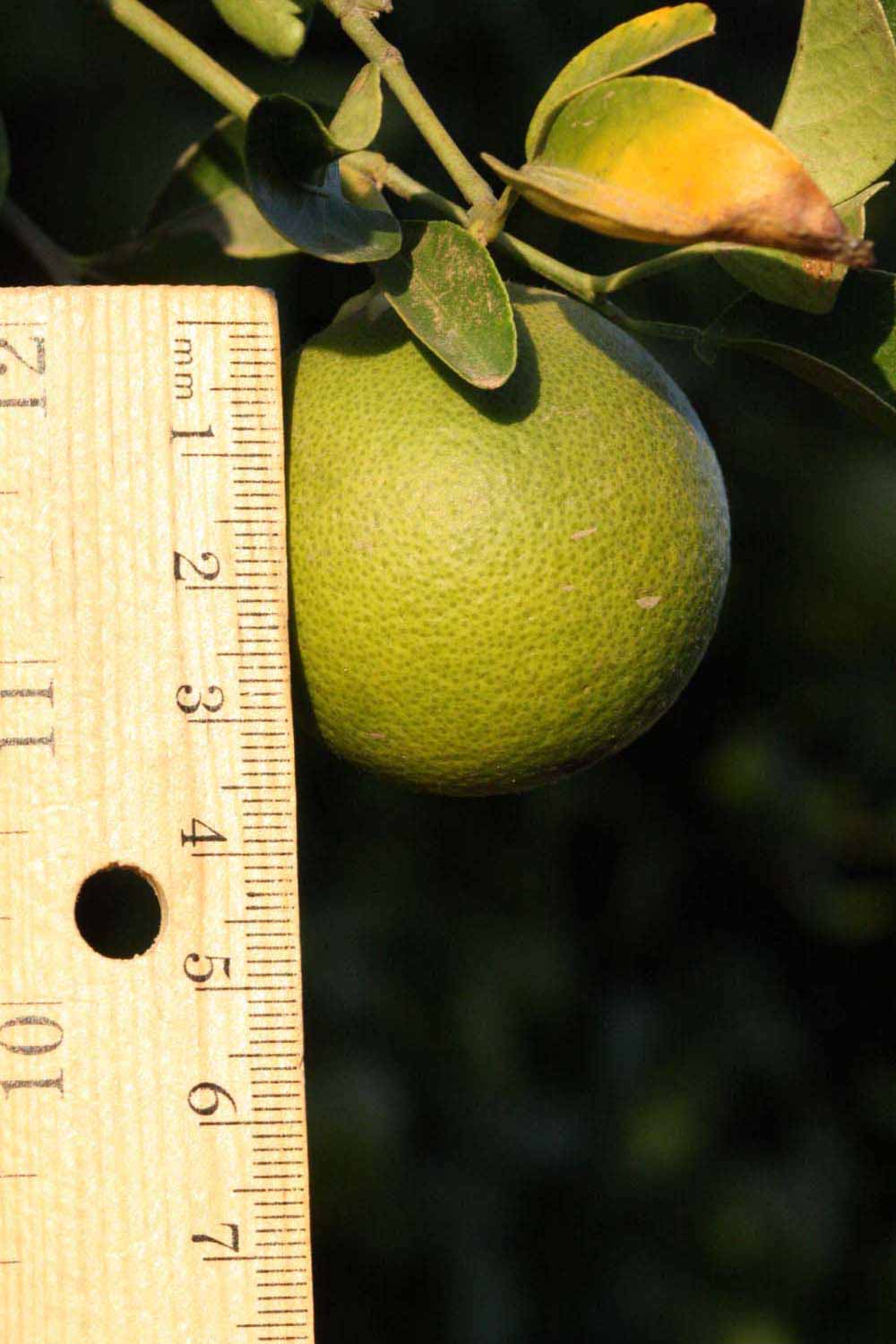              Immature fruit (Riverside, CA)       